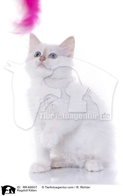 Ragdoll Ktzchen / Ragdoll Kitten / RR-88607