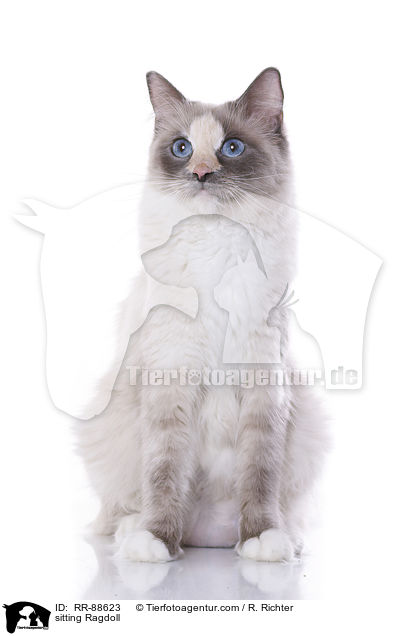 sitzende Ragdoll / sitting Ragdoll / RR-88623