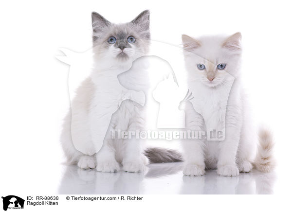 Ragdoll Ktzchen / Ragdoll Kitten / RR-88638