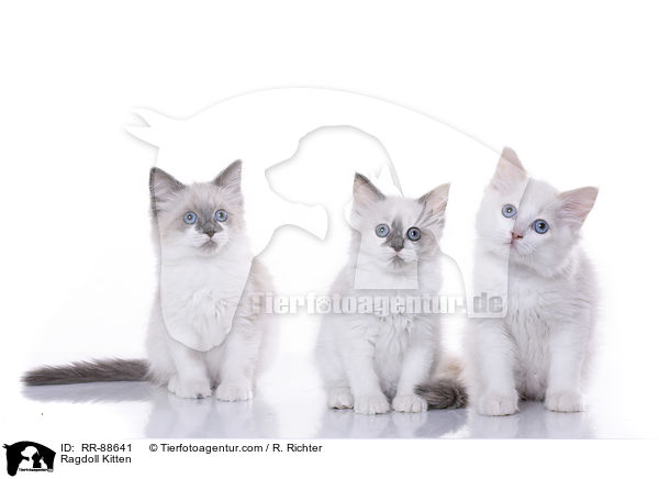 Ragdoll Ktzchen / Ragdoll Kitten / RR-88641