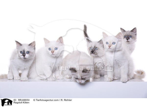 Ragdoll Ktzchen / Ragdoll Kitten / RR-88654