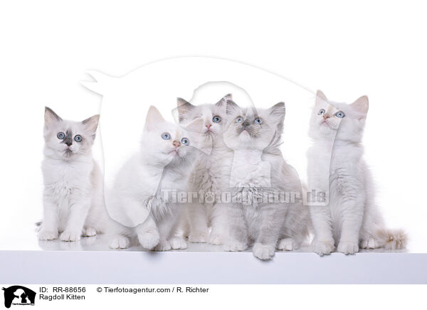 Ragdoll Ktzchen / Ragdoll Kitten / RR-88656