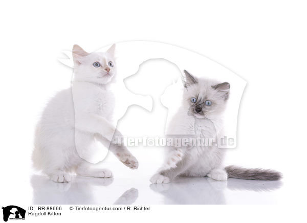 Ragdoll Ktzchen / Ragdoll Kitten / RR-88666