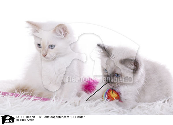 Ragdoll Ktzchen / Ragdoll Kitten / RR-88670