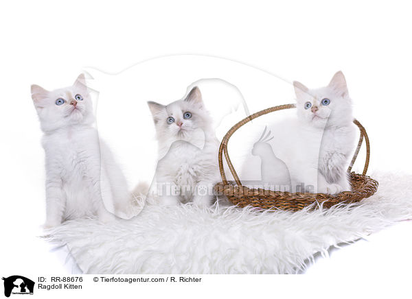 Ragdoll Ktzchen / Ragdoll Kitten / RR-88676