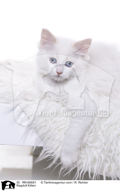 Ragdoll Ktzchen / Ragdoll Kitten / RR-88681