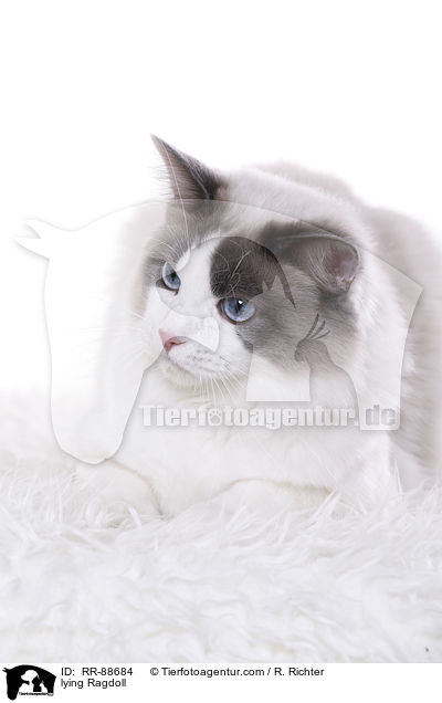 liegende Ragdoll / lying Ragdoll / RR-88684