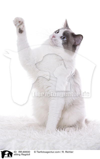 sitzende Ragdoll / sitting Ragdoll / RR-88690