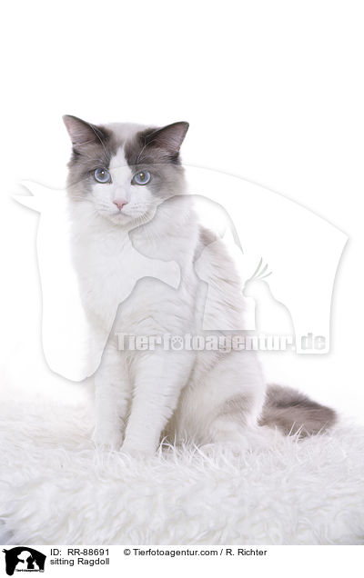 sitzende Ragdoll / sitting Ragdoll / RR-88691