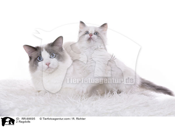 2 Ragdolls / 2 Ragdolls / RR-88695