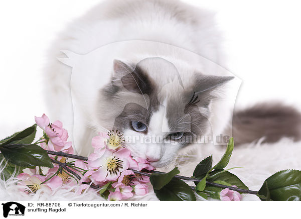 schnuppernde Ragdoll / snuffling Ragdoll / RR-88706