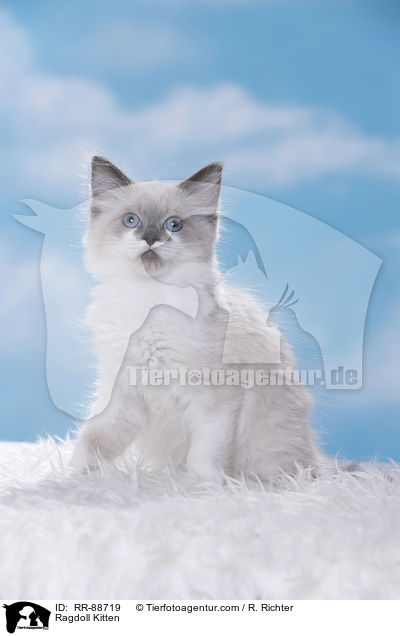 Ragdoll Ktzchen / Ragdoll Kitten / RR-88719