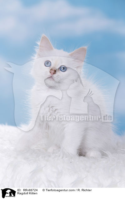 Ragdoll Ktzchen / Ragdoll Kitten / RR-88724