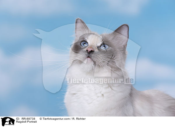 Ragdoll Portrait / Ragdoll Portrait / RR-88738