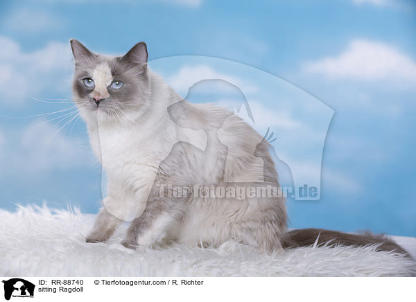 sitzende Ragdoll / sitting Ragdoll / RR-88740