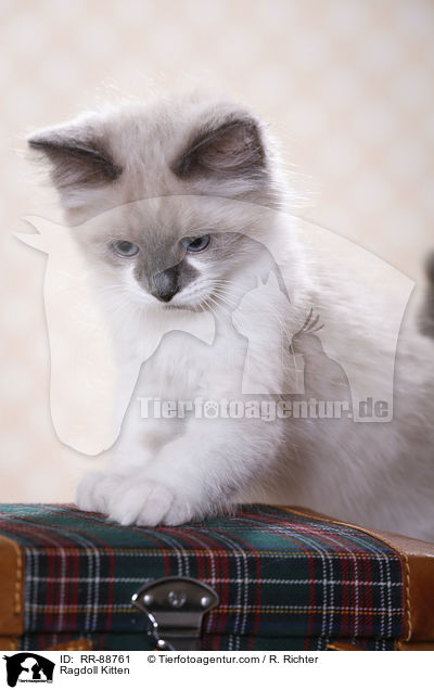 Ragdoll Ktzchen / Ragdoll Kitten / RR-88761