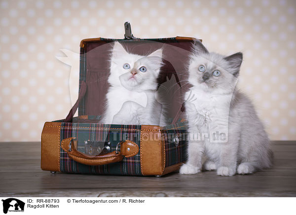 Ragdoll Ktzchen / Ragdoll Kitten / RR-88793