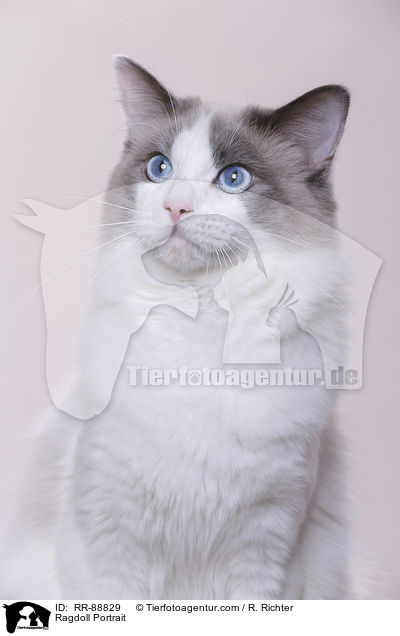 Ragdoll Portrait / Ragdoll Portrait / RR-88829