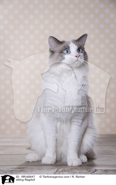 sitzende Ragdoll / sitting Ragdoll / RR-88847