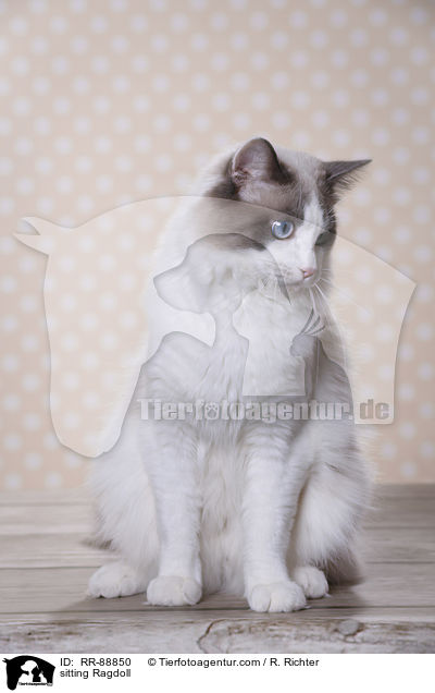 sitzende Ragdoll / sitting Ragdoll / RR-88850