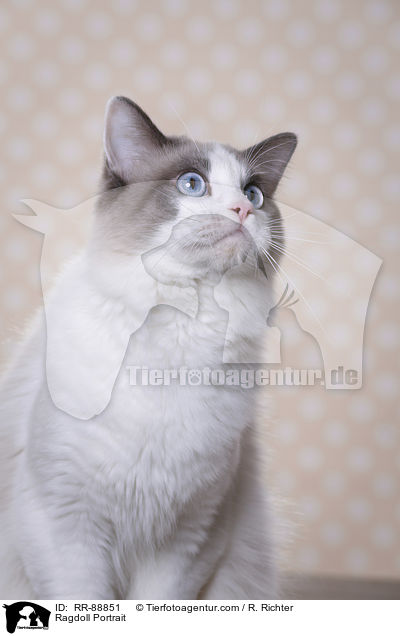 Ragdoll Portrait / Ragdoll Portrait / RR-88851