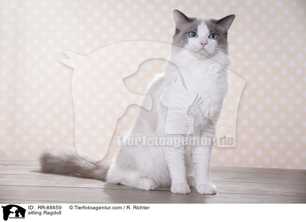 sitzende Ragdoll / sitting Ragdoll / RR-88859