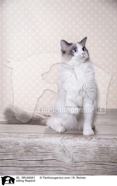 sitzende Ragdoll / sitting Ragdoll / RR-88861