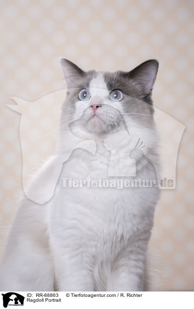 Ragdoll Portrait / Ragdoll Portrait / RR-88863