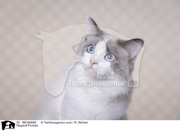 Ragdoll Portrait / Ragdoll Portrait / RR-88866