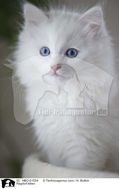 Ragdoll Ktzchen / Ragdoll kitten / HBO-01554