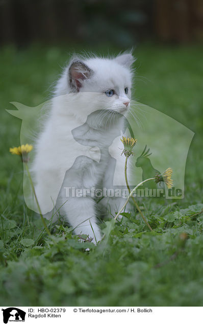 Ragdoll Ktzchen / Ragdoll Kitten / HBO-02379