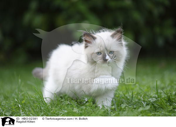 Ragdoll Ktzchen / Ragdoll Kitten / HBO-02381