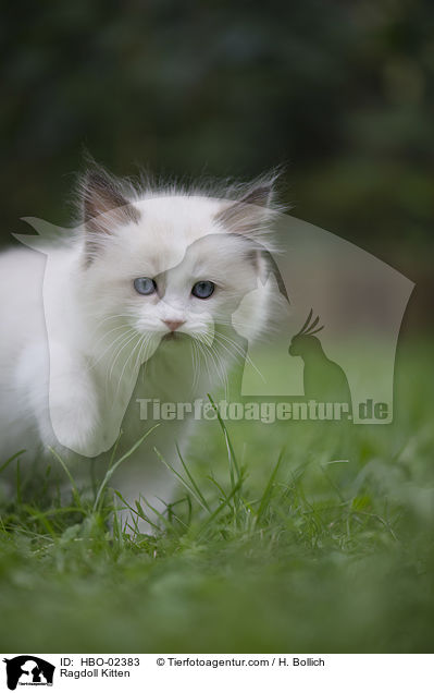 Ragdoll Ktzchen / Ragdoll Kitten / HBO-02383