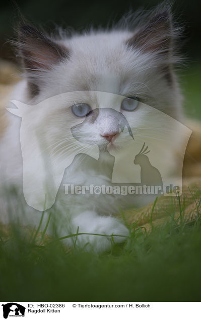 Ragdoll Ktzchen / Ragdoll Kitten / HBO-02386