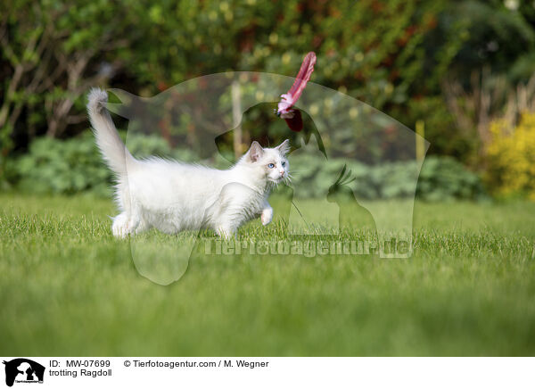 laufende Ragdoll / trotting Ragdoll / MW-07699