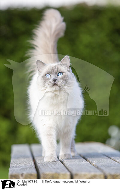 Ragdoll / Ragdoll / MW-07739