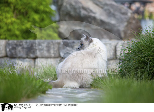 sitzende Ragdoll / sitting Ragdoll / MW-07741