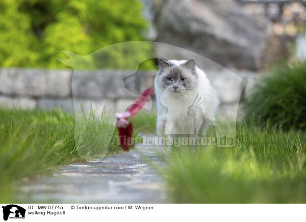 laufende Ragdoll / walking Ragdoll / MW-07745