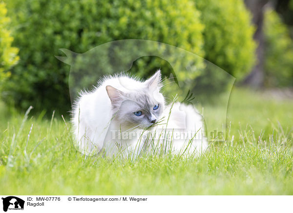 Ragdoll / Ragdoll / MW-07776