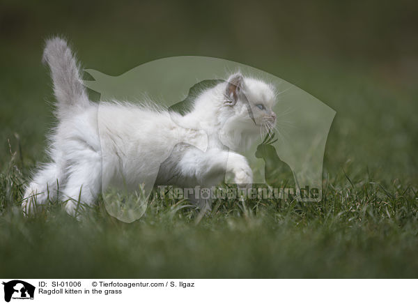 Ragdoll Ktzchen im Gras / Ragdoll kitten in the grass / SI-01006