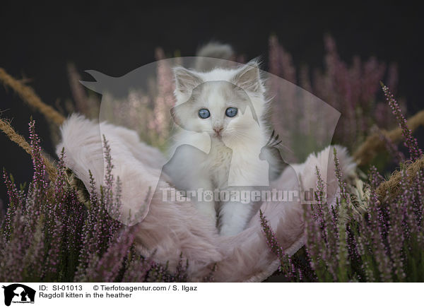 Ragdoll Ktzchen in der Heide / Ragdoll kitten in the heather / SI-01013