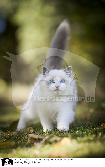 walking Ragdoll kitten / SI-01061