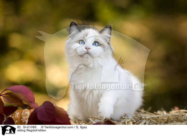 sitting Ragdoll kitten / SI-01066