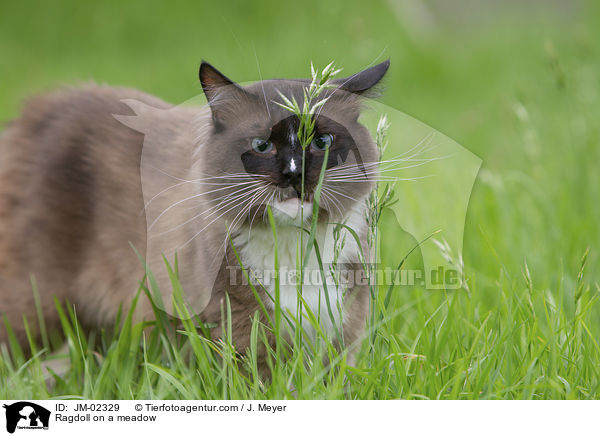 Ragdoll auf einer Wiese / Ragdoll on a meadow / JM-02329