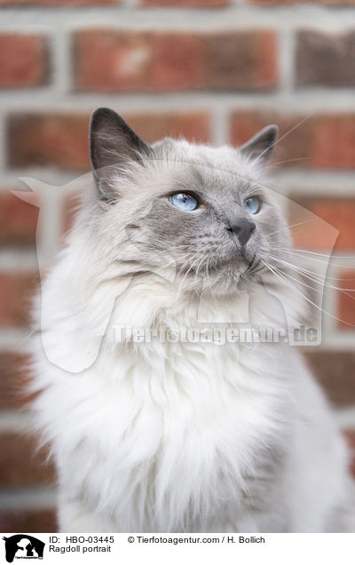 Ragdoll Portrait / Ragdoll portrait / HBO-03445