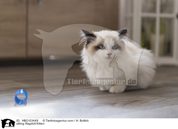 sitzendes Ragdoll Ktzchen / sitting Ragdoll Kitten / HBO-03449