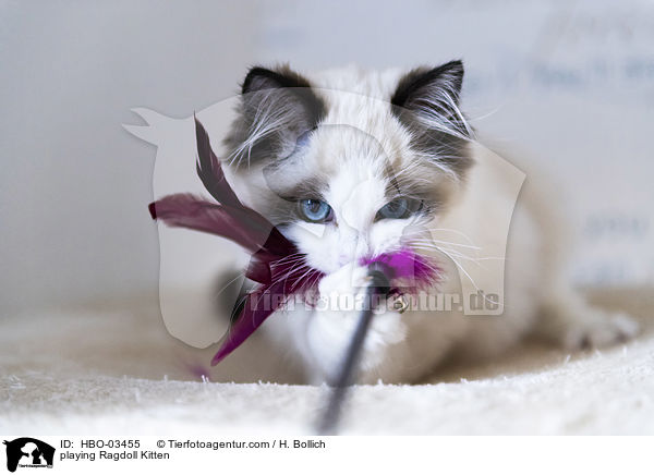 playing Ragdoll Kitten / HBO-03455