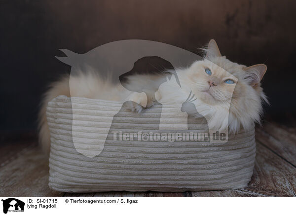 liegende Ragdoll / lying Ragdoll / SI-01715