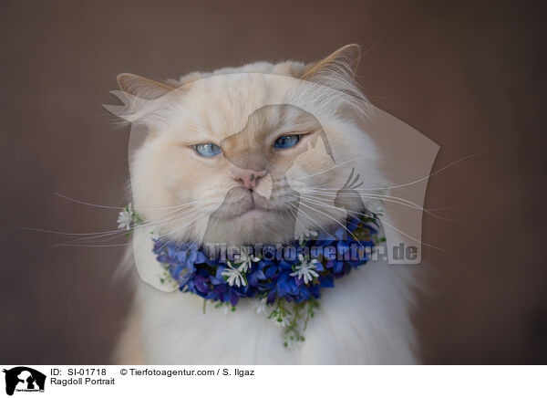 Ragdoll Portrait / Ragdoll Portrait / SI-01718