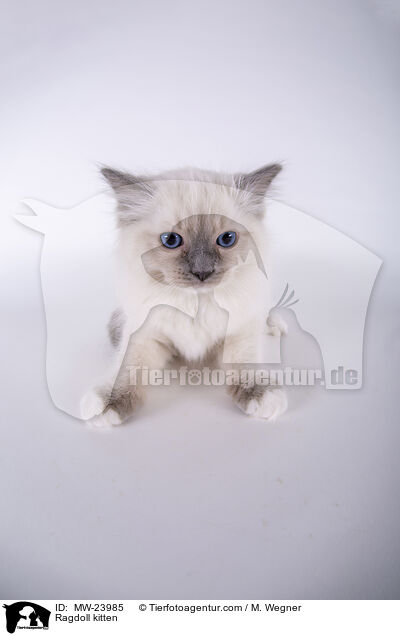 Ragdoll Ktzchen / Ragdoll kitten / MW-23985